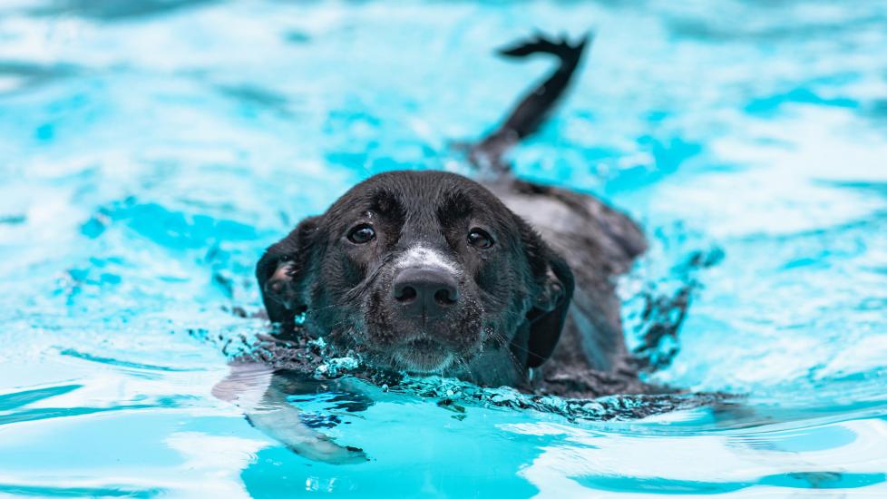A Black Lab swims in a pool.