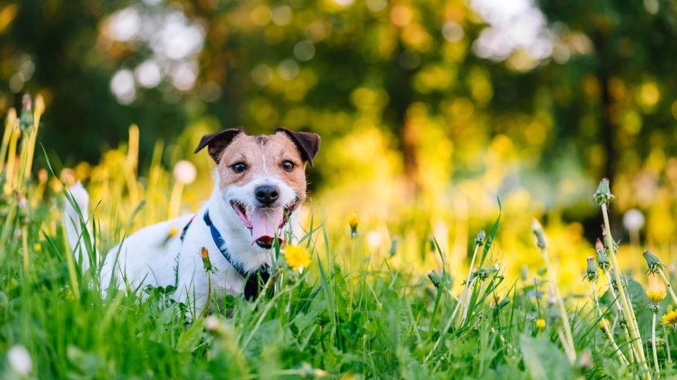 A Jack Russell Terrier sits in a grassy field.