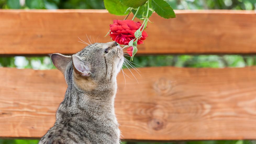 gray cat sniffing rose flower
