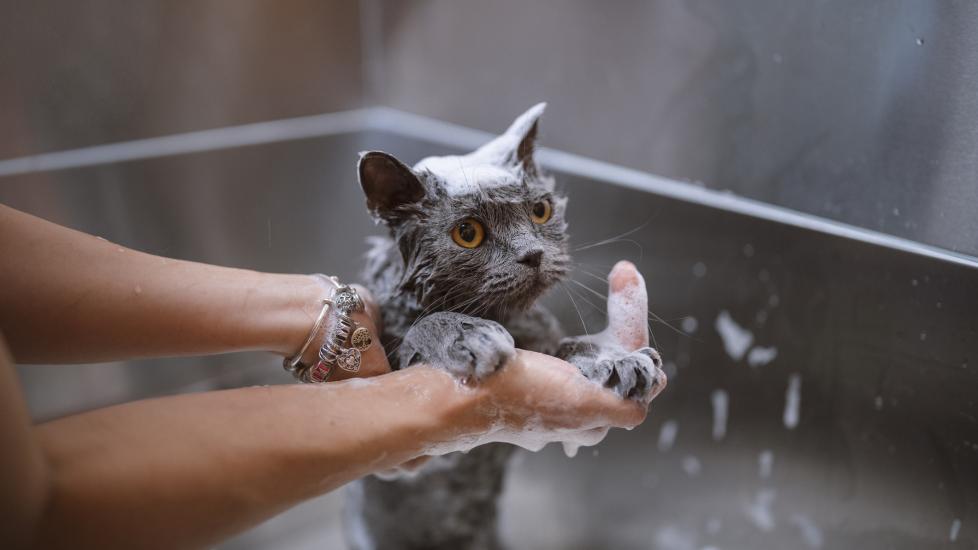 A cat gets a bath.