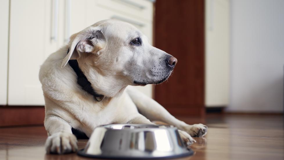 A dog sits with their food bowl.