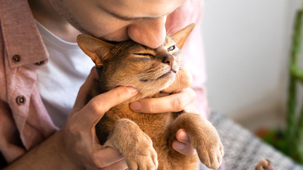 Surprising Ways To Say “I Love You” in Cat Language PetMD