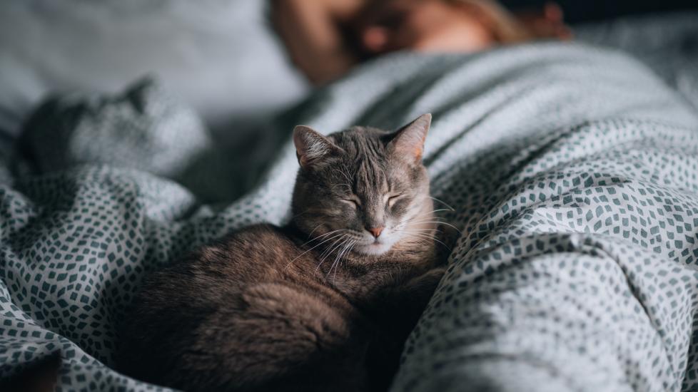  cat with closed eyes sleeping in front of owner on bed