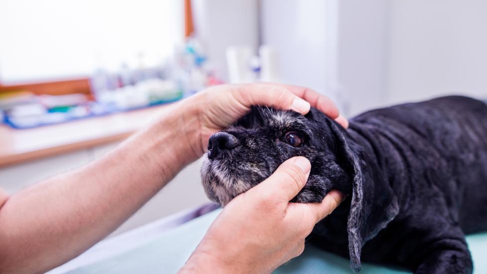 vet opening up dog eye to examine