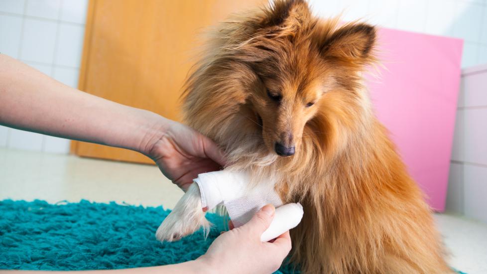 Pomeranian dog getting paw wrapped with gauze