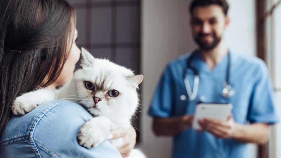 Urine Crystals and Bladder Stones in Cats PetMD