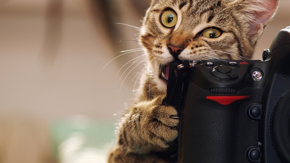 A cat chews on a camera.