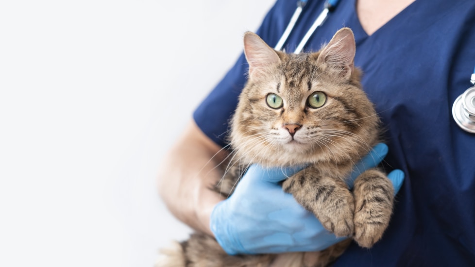 A cat is held by their vet.