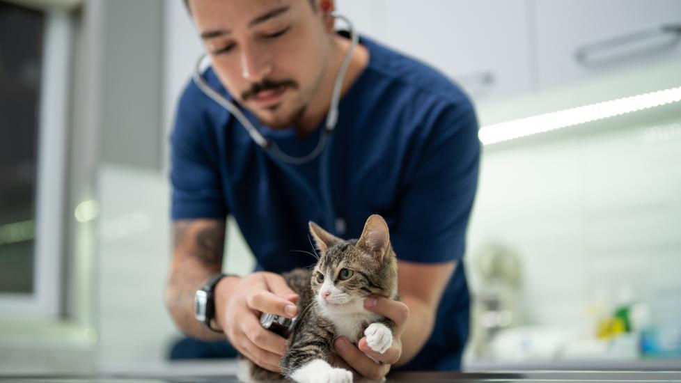 A vet holds a cat during an examination.