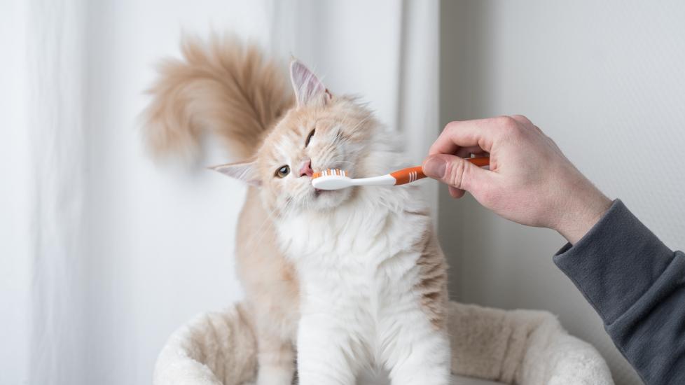 cream and white cat getting his teeth brushed with an orange tooth brush