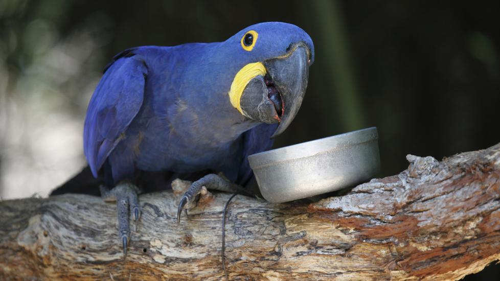 Parrot eating out of bowl