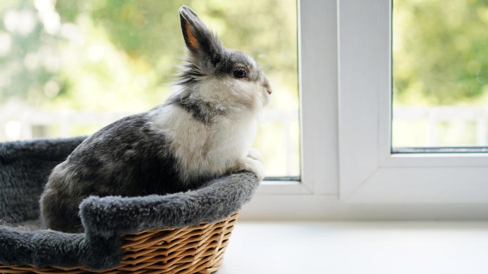 Bunny relaxing outside cage