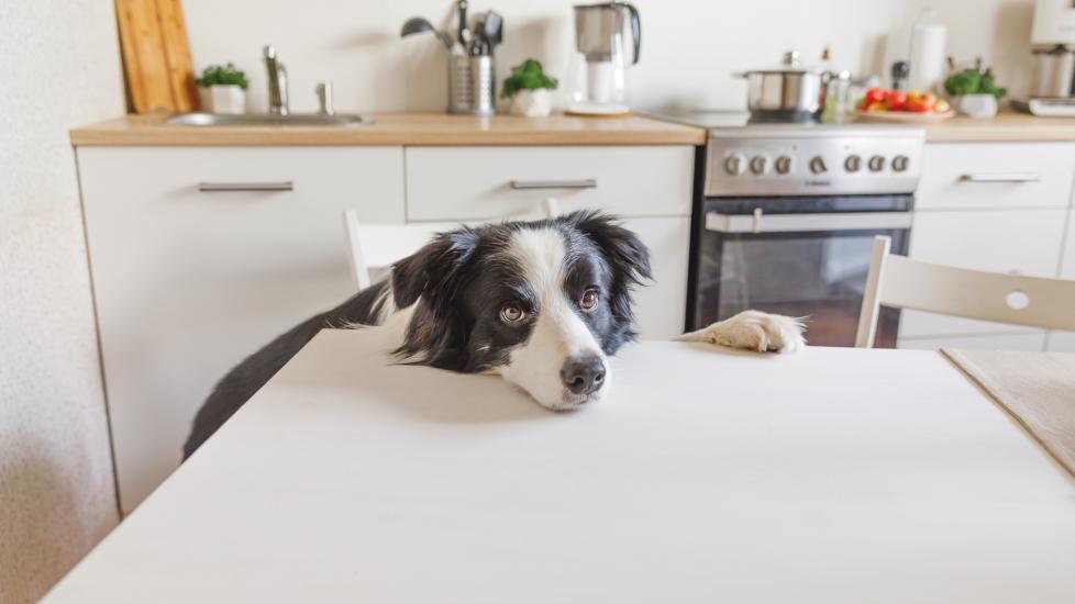 border collie sitting with his head resting on a kitchen table and looking at the camera