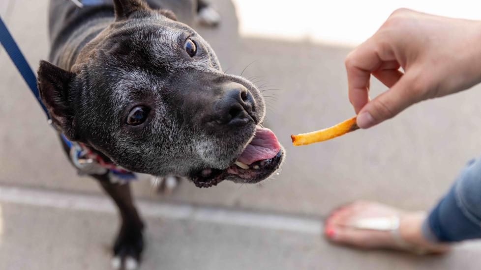elderly pit bull about to eat a french fry
