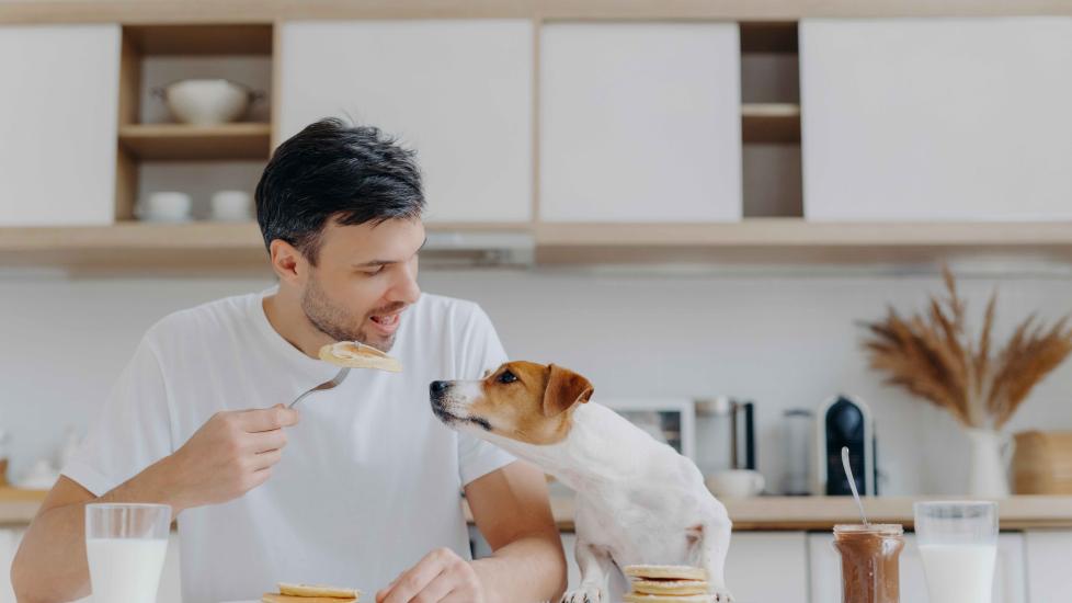 man eating pancakes with a jack russell terrier sitting beside him