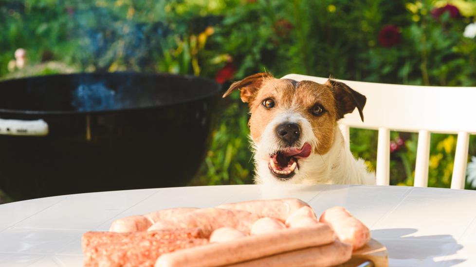 jack russell terrier staring at a plate of sausage and other meats