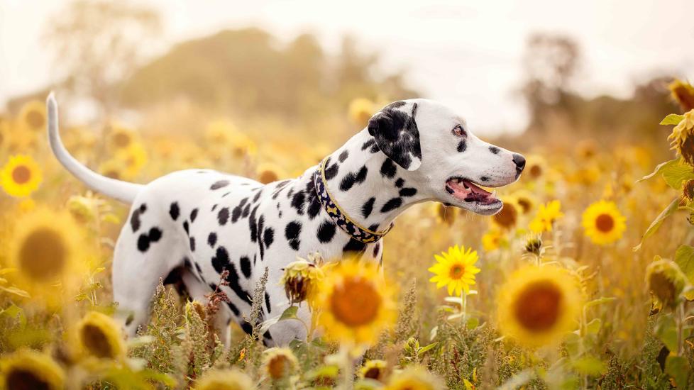 dalmatian standing in a field of yellow sunflowers