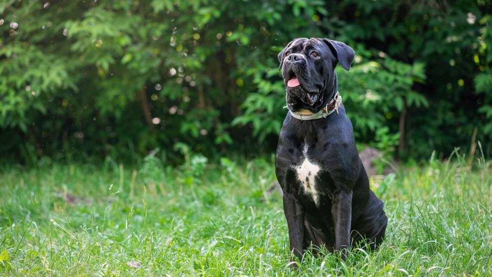 black cane corso dog sitting in grass