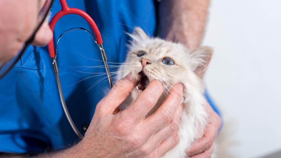 A cat's mouth is examined by their vet.
