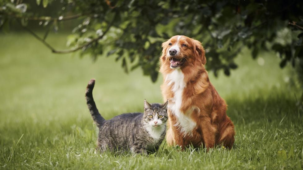 A dog and cat sit in a grassy field.
