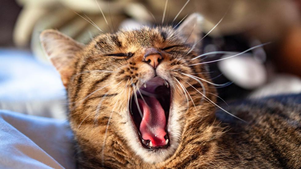 A cat yawns.