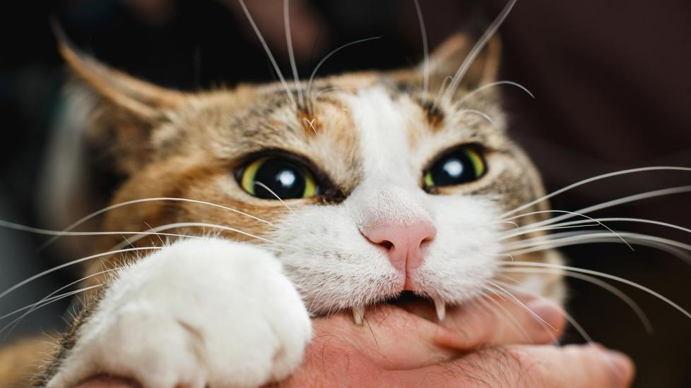 A cat nibbles on a hand.