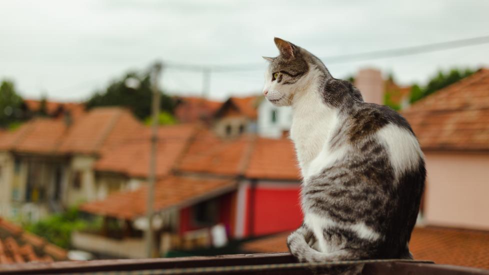 A cat sits on a rooftop, overlooking a neighborhood.