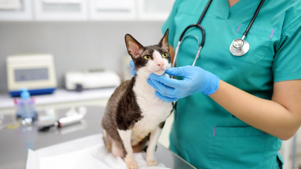 veterinarian examining a black and white cornish rex cat