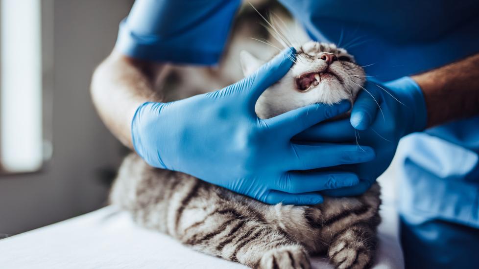 A cat gets their teeth examined by their vet.