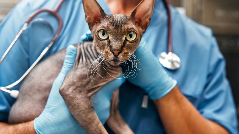 A cat is held by their veterinarian. 