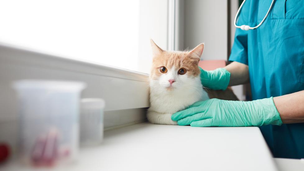 A cat sits on a windowsill with their vet by their side.