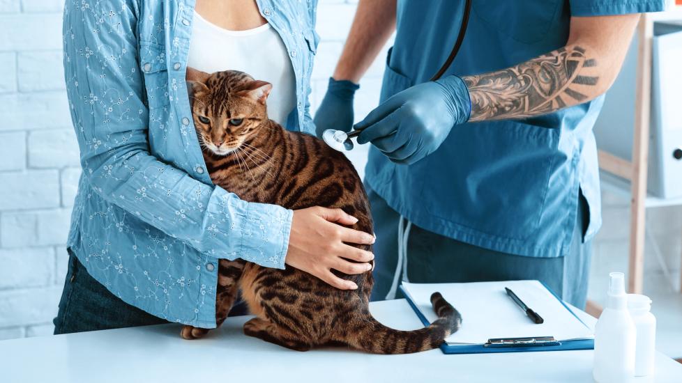 A cat is examined at the vet.