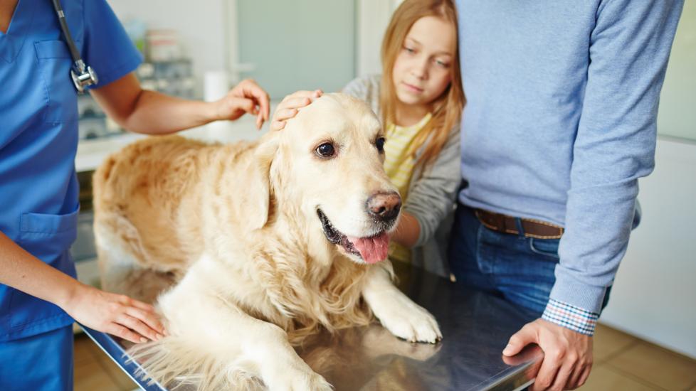 Leg Amputation in Dogs PetMD