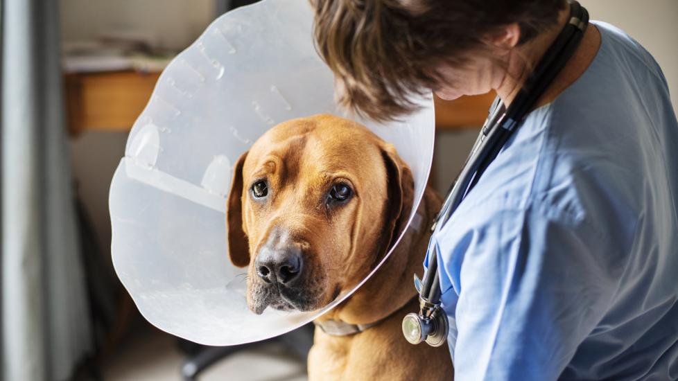 A dog with a cone sits with their vet.
