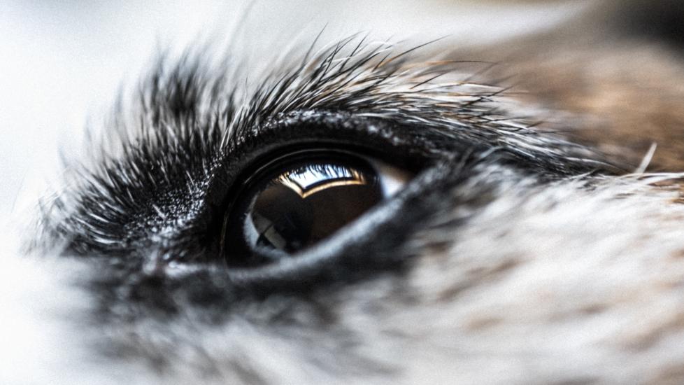 A photo of a close-up of a dog's eye.