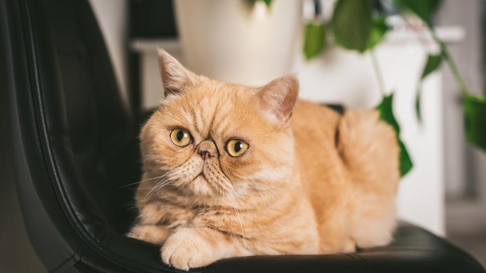 orange exotic shorthair cat sitting in an office chair