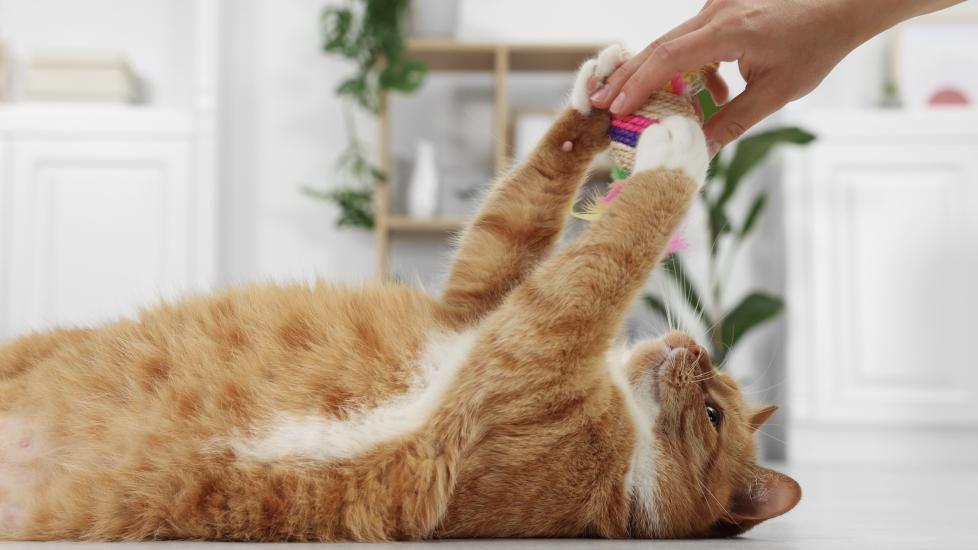 orange and white tabby cat playing with a cat toy