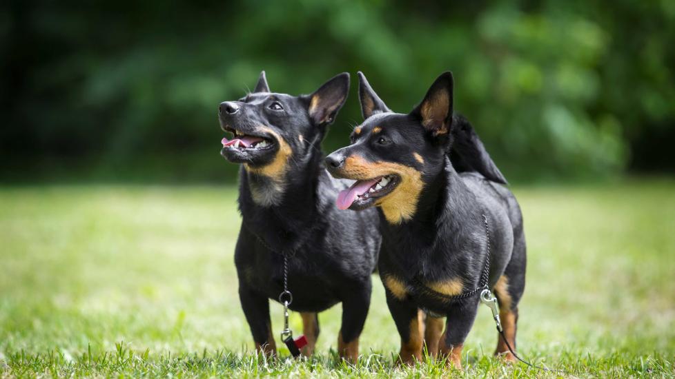 two black and tan lancashire heelers standing in a grassy field