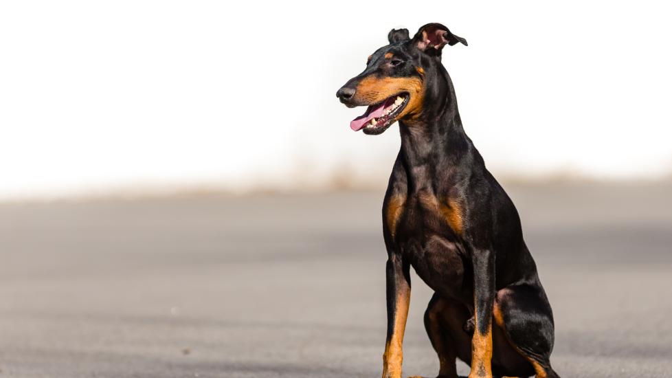 black and tan manchester terrier sitting