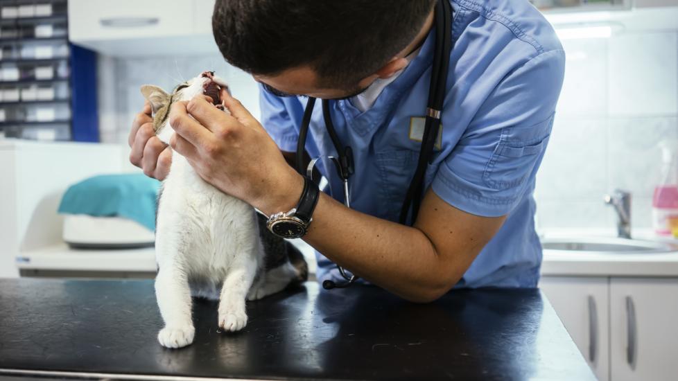 A cat's mouth is examined by their vet.