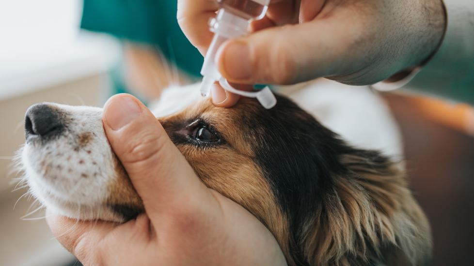 A dog gets eye drops at the vet.