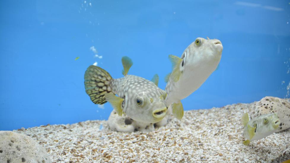 puffer fish in aquarium