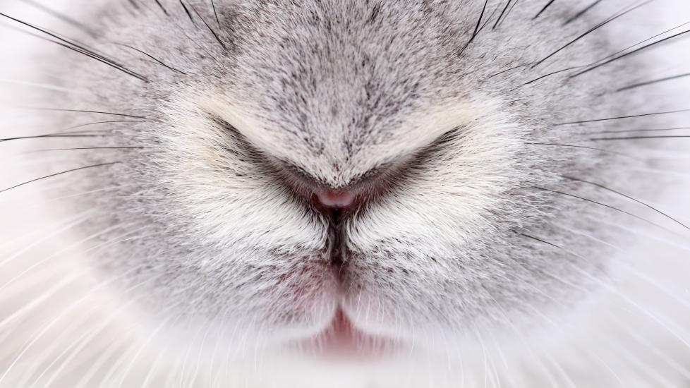 rabbit nose close up