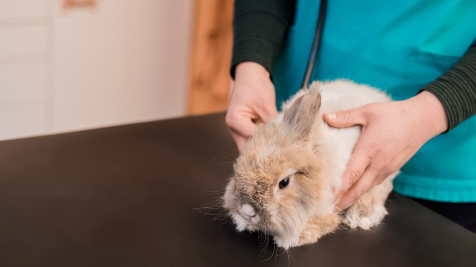 Fluffy rabbit at vet