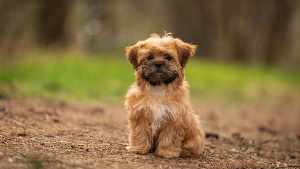 small shorkie puppy sitting outside