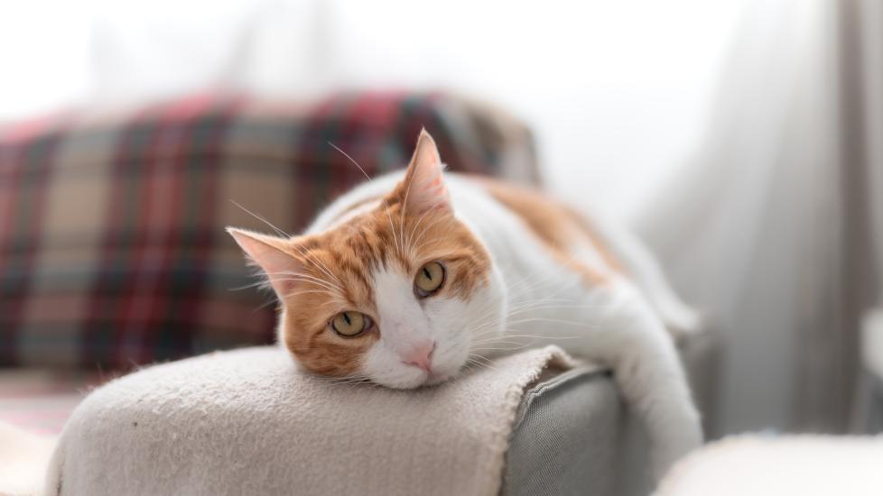 orange and white cat lying on a couch arm and looking at the camera