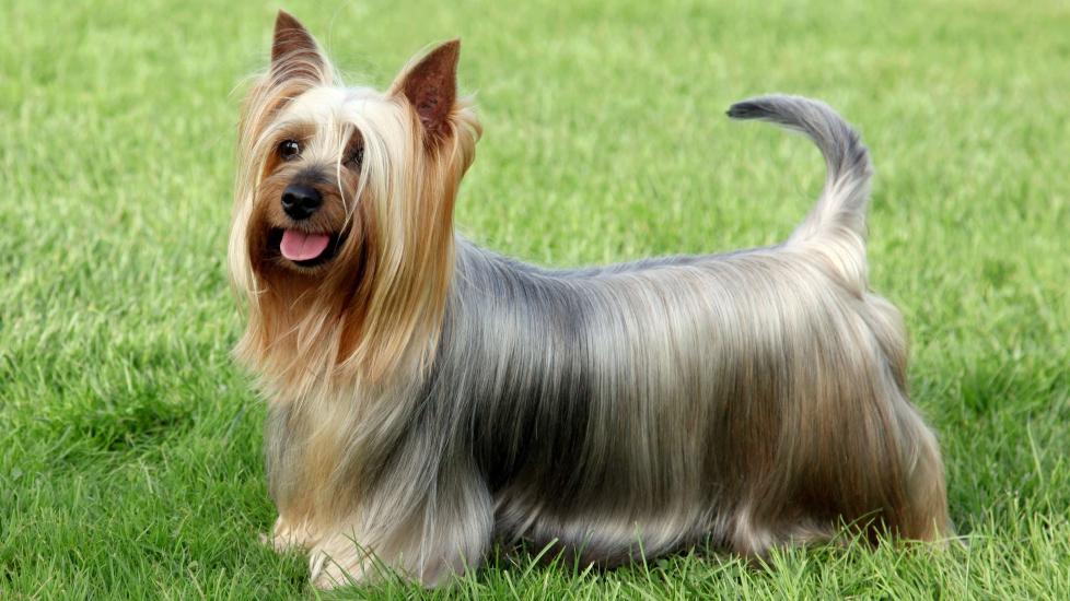 blue and tan silky terrier standing in grass