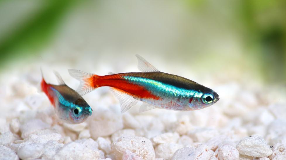 Neon Tetra – Shrimp Lover & Tropical Fish