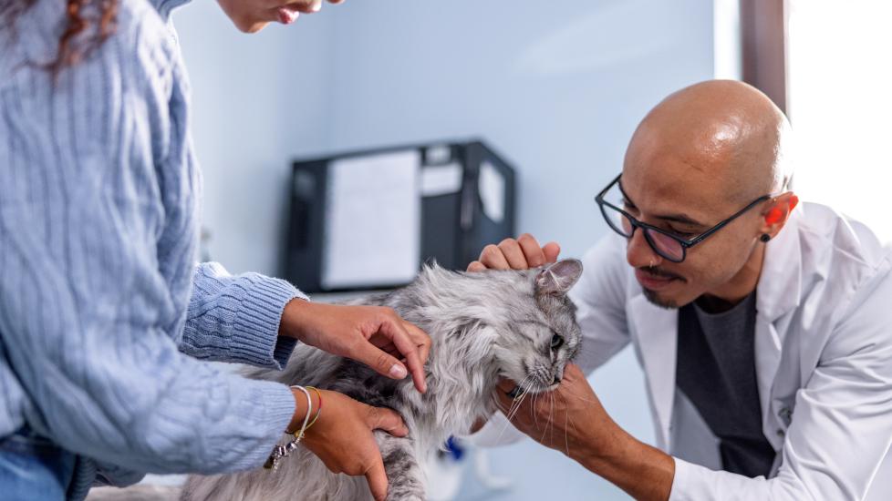 A cat is examined by their vet.