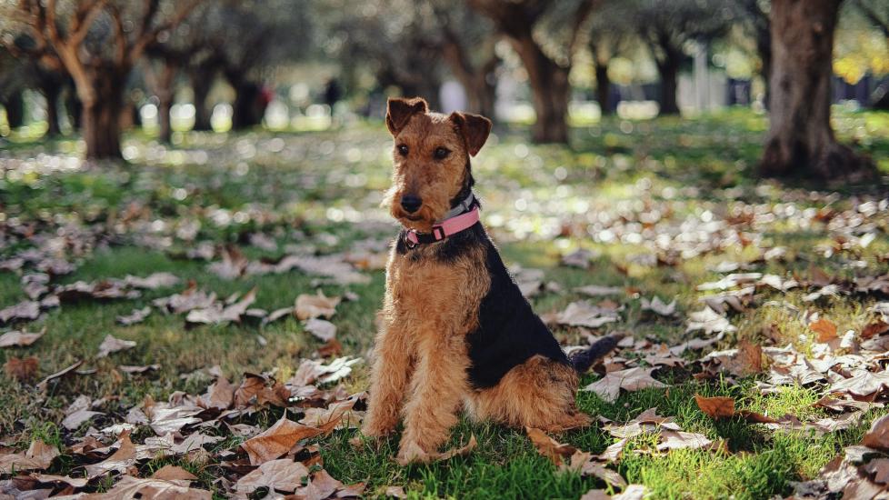 black and tan welsh terrier sitting outside